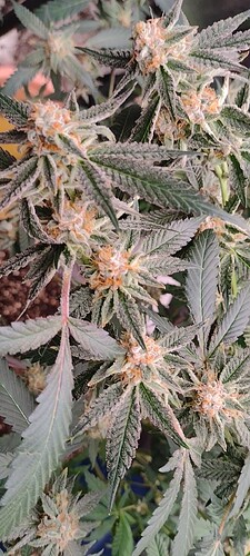VID_20250629_070932017_exported_663