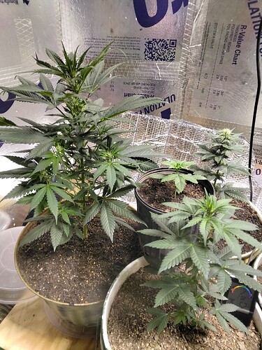 IMG_20251112_172612378