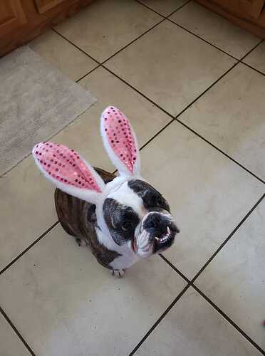 holloween dog