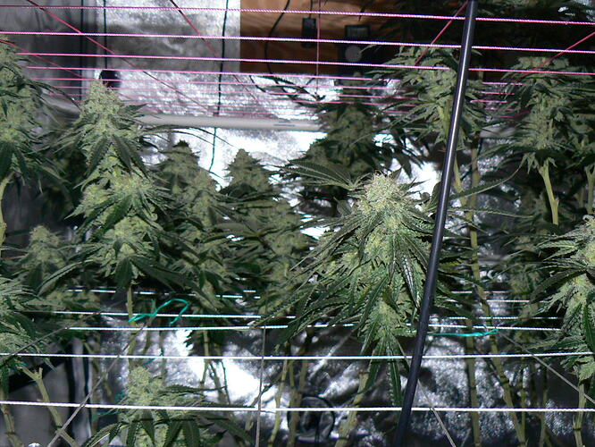 Week 19a