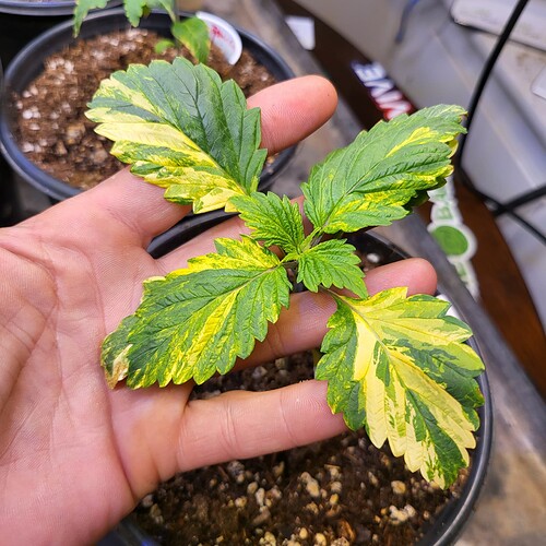 IMG_20221227_174937_371