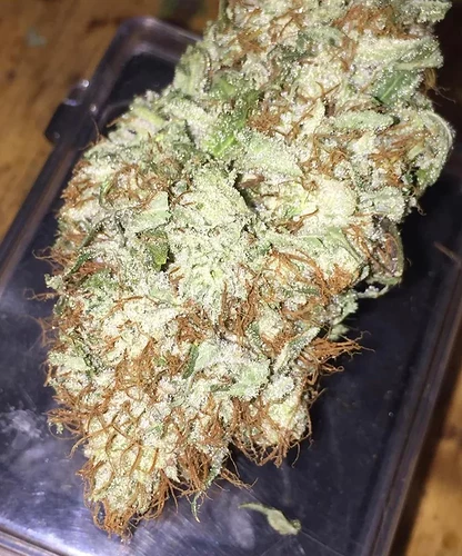 same-strain-first-picture-is-hand-trimmed-and-second-is-v0-jswvthc3ib391.jpg