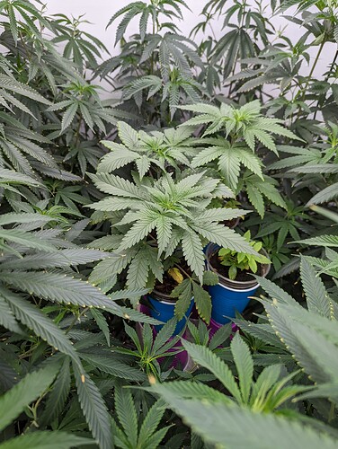 PXL_20220620_123401191