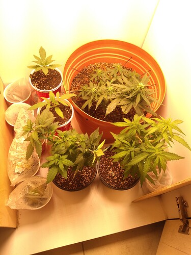 15923629177787474250641867209674