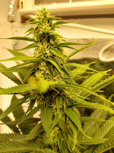 IMG_20210117_183909349_HDR