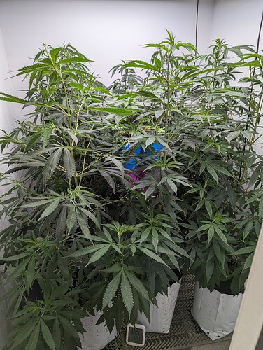 PXL_20220620_123345337