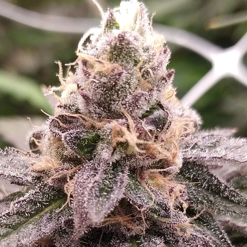 IMG_20220327_160443_224