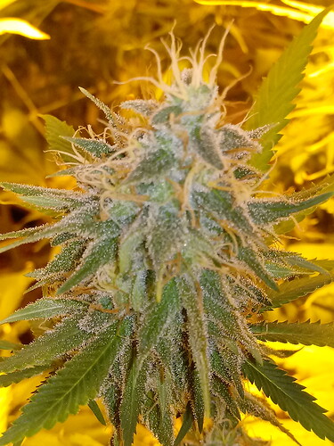 bb2
