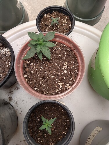 IMG_20211227_181500439_HDR