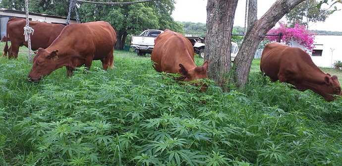 Photo from Chris cattle