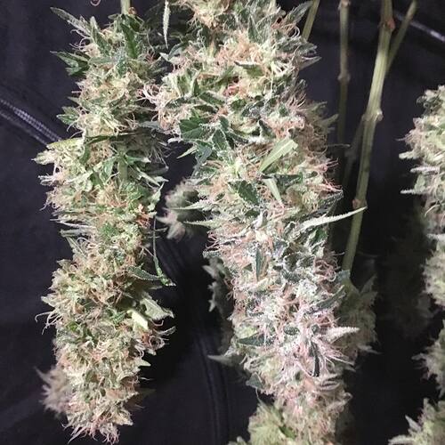 66708959_345846362994945_8741784599564124160_n