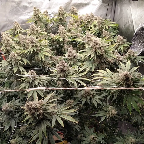 IMG_20220317_170031_739