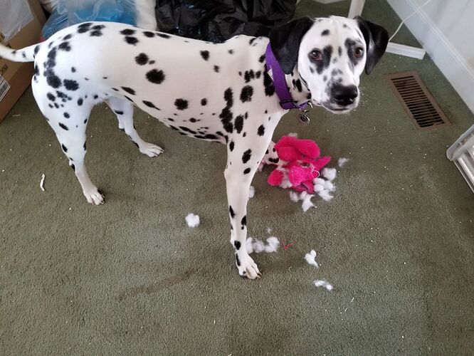 ED2BD1FD-BE9E-4B13-8848-AC3F69B8BCDC