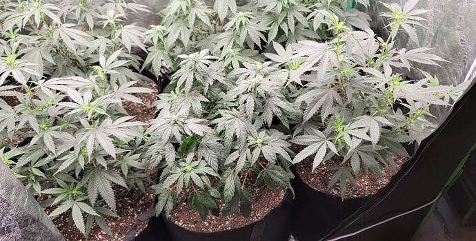 received_553092676628271