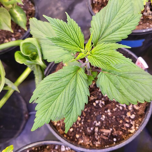 IMG_20221227_175000_898