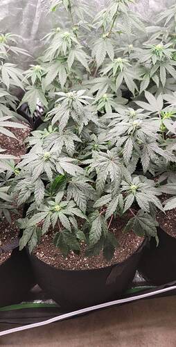 received_605762387659601