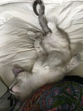 kitten