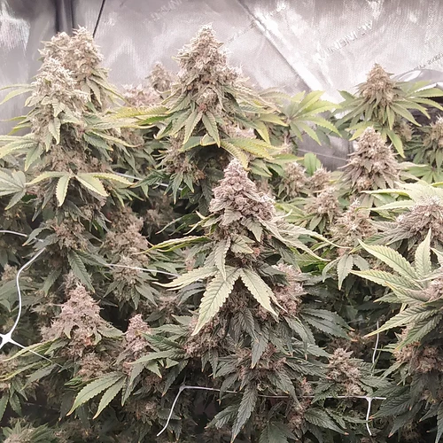 IMG_20220317_170031_735