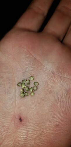 15751628188331314101779357701863