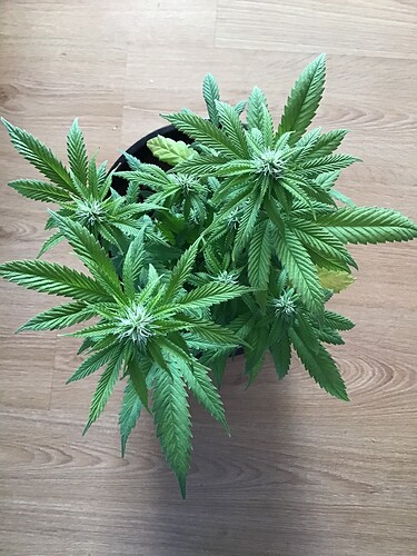 D7F228A9-A76D-48ED-B709-B74607F3C44E