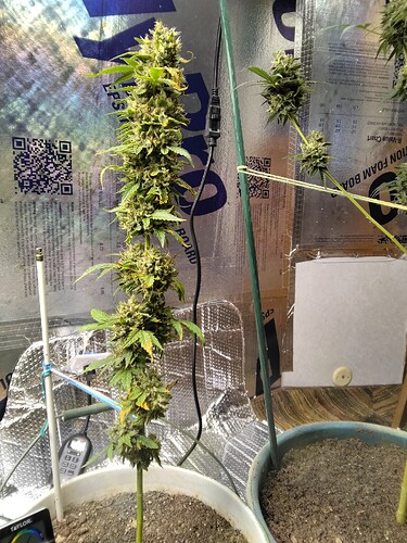 IMG_20251116_143015688