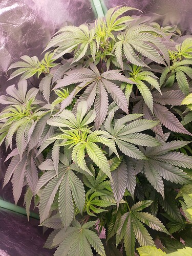 161997349651345310286767003737