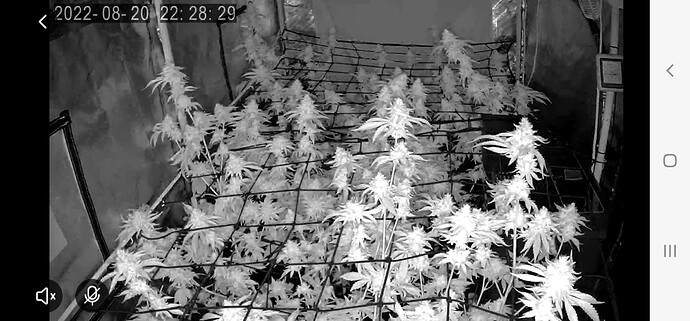 Screenshot_20220820-222836_Tuya Smart
