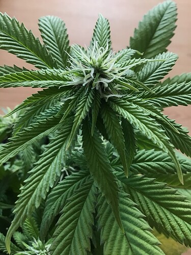 648AB0DD-C9B0-4E9B-9A8A-150E6E79BD19