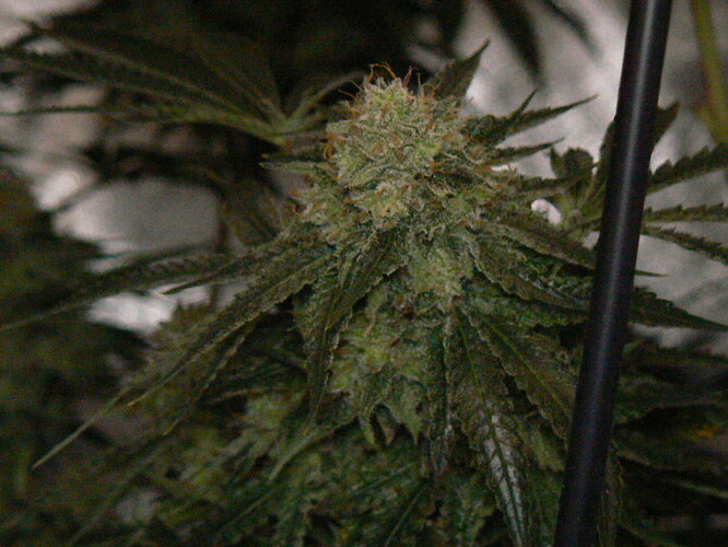 Week 19b