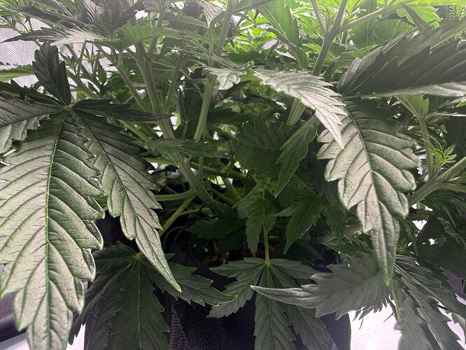 IMG_5595