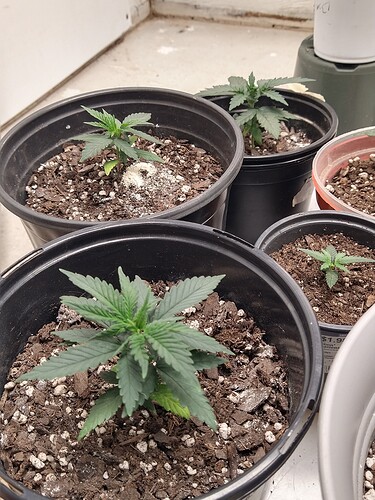 IMG_20211228_112659984_HDR