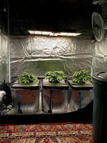Kush XL Grow #3