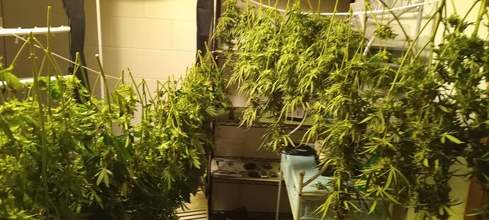 first grow harvest