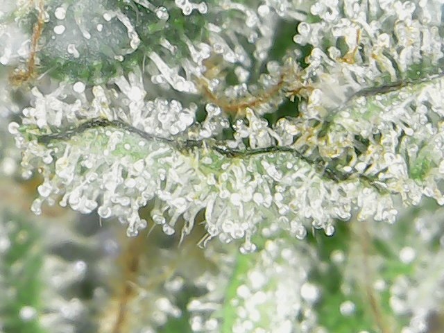 Mon%20Jul%2015%2017-18-05