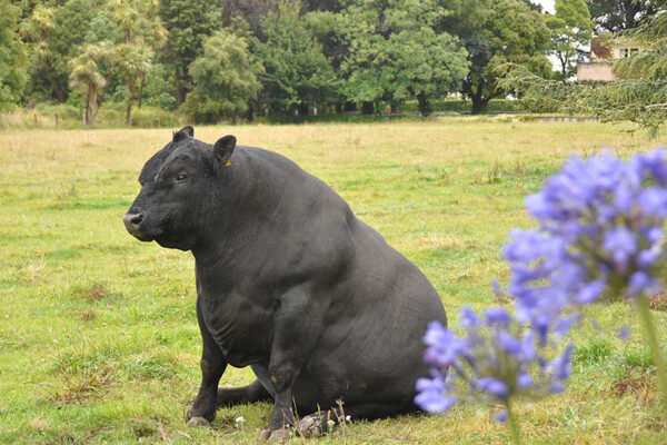 sitting-bull