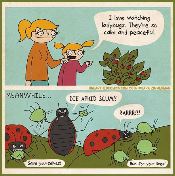 LADYBUGS