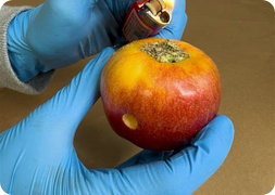 apples smokingng pipe
