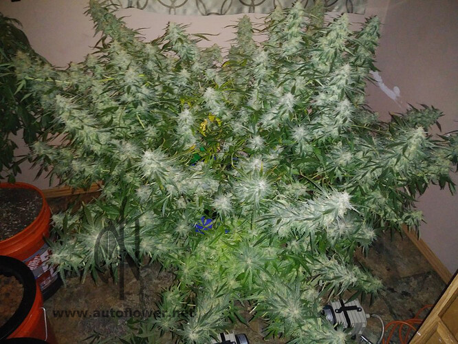 Jewelers loop help - Autoflowers - I Love Growing Marijuana Forum