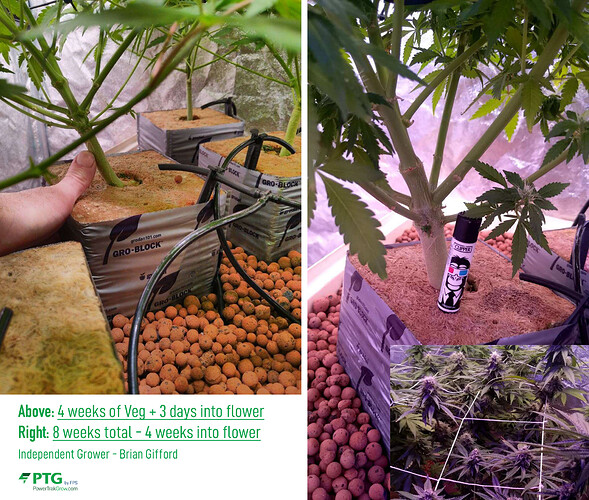 PTG-4%20to%208%20Weeks