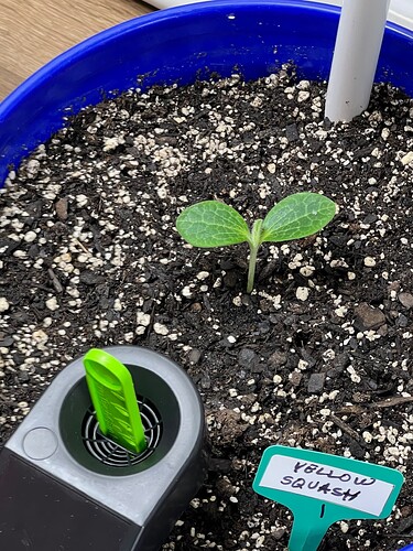 Yellow Squash 1 Day 11