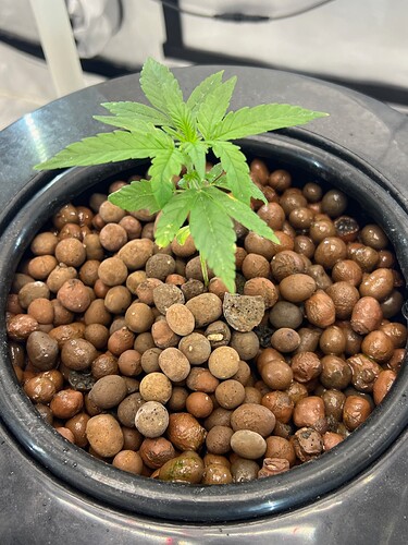 Plant 13 Day 11