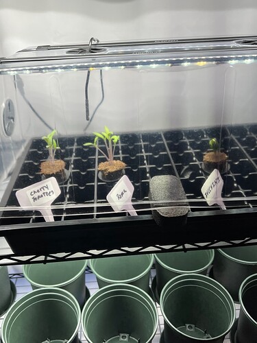 Seed Starter Tray Day 11