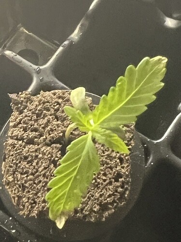 Day 11