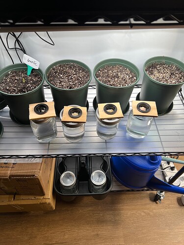 Garlic Day 19