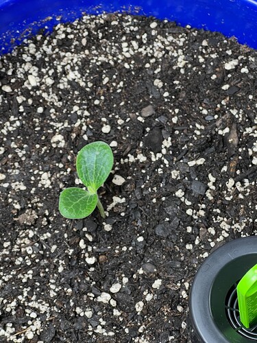 Yellow Squash 1 Day 9
