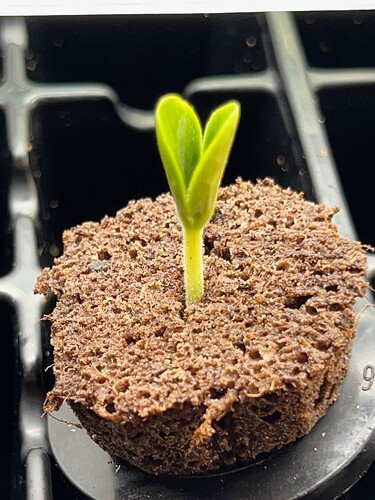 Yellow Squash 3 Day 9