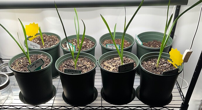 Garlic Day 38
