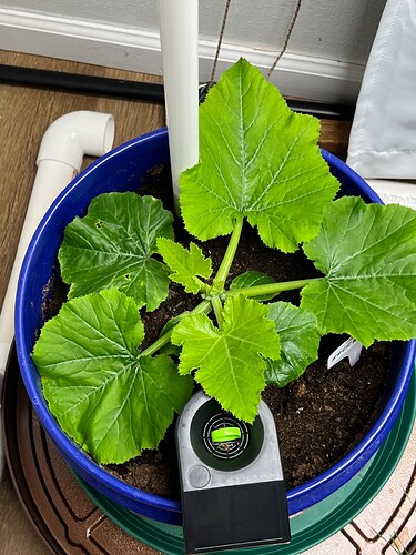 Zucchini Day 24