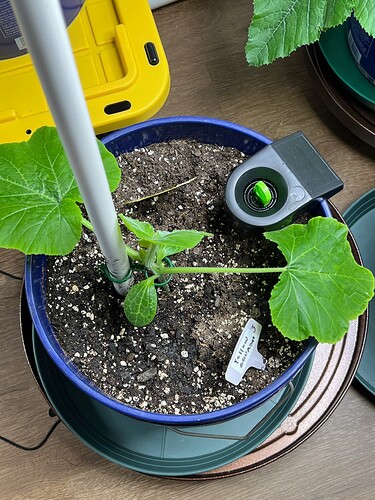 Yellow Squash 3 Day 27