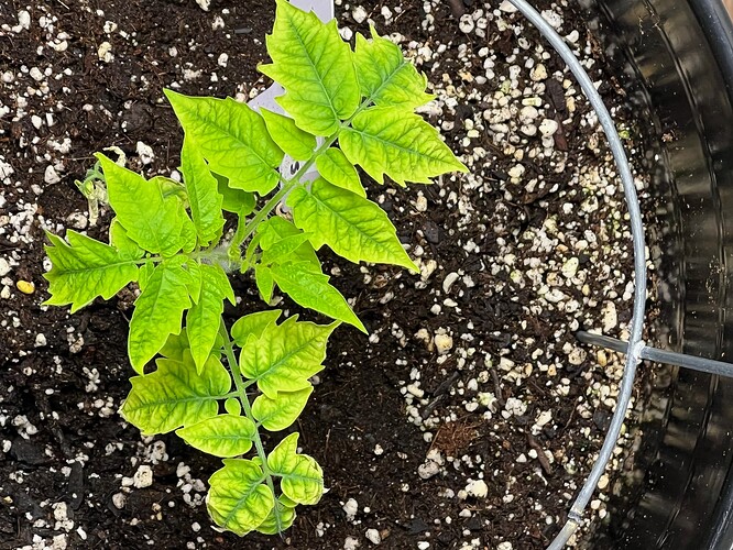 Cherry Tomato Day 35